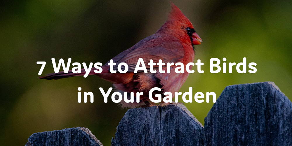 4 Tips to Lure Birds to Your Garden, and Why That's Important
